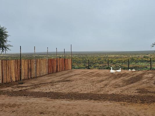 Rooidakkies - 240038