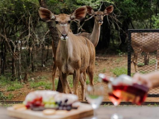 Afri Villa Stays - 240429