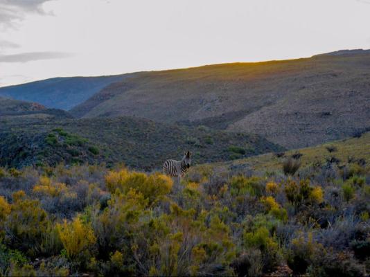 Desert Wind Private Guest and Game Farm - 240697