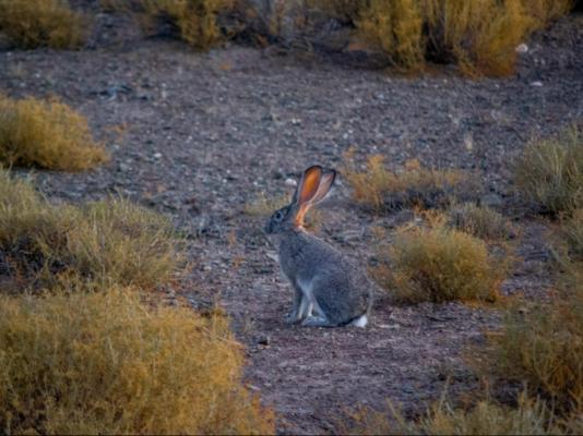 Desert Wind Private Guest and Game Farm - 240701