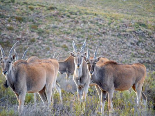 Desert Wind Private Guest and Game Farm - 240705
