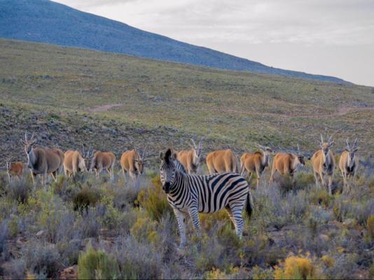 Desert Wind Private Guest and Game Farm - 240707