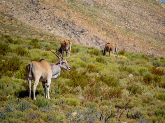 Desert Wind Private Guest and Game Farm - 240709