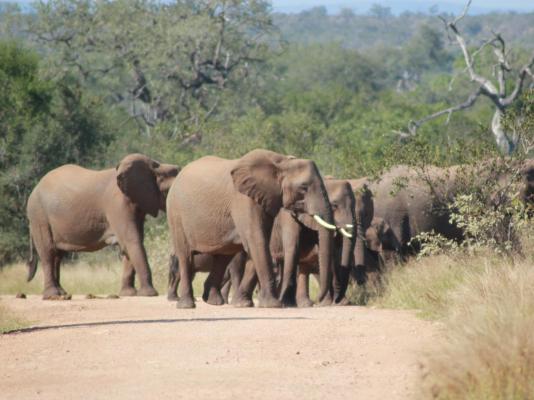 Elephant Memories - 241109