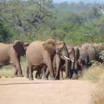 Elephant Memories - 241109