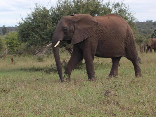 Elephant Memories - 241114
