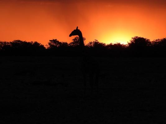 Sundowner Giraffe