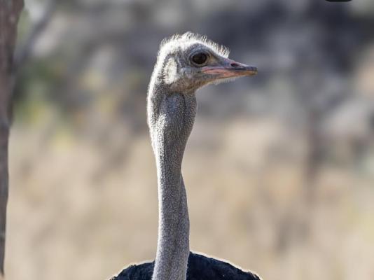 LOWES_Ostrich