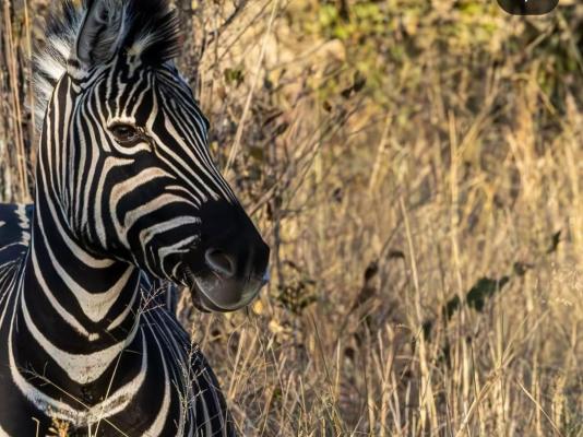 LOWES_Zebra
