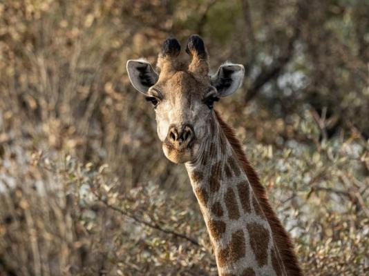 LOWES_Giraffe