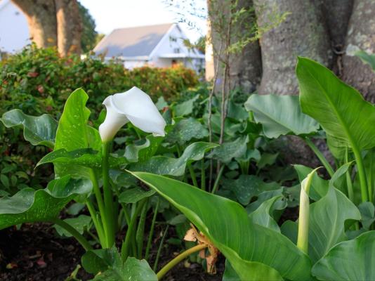 Mount Currie Inn - 242092