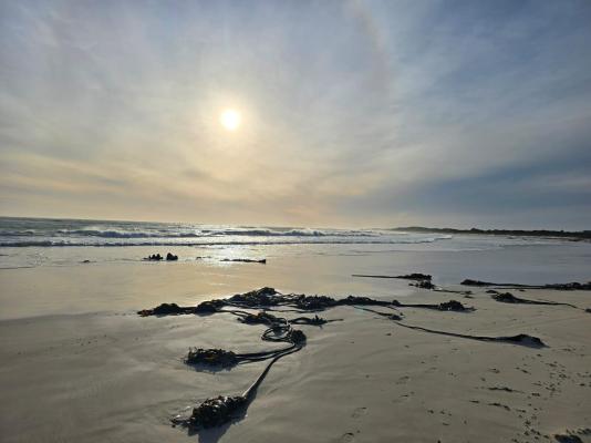 Oystercatcher House - 242295