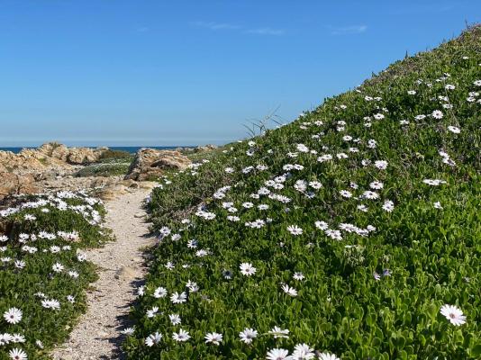 Oystercatcher House - 242334
