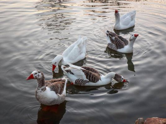 The Nugget Guest Lodge - 243131