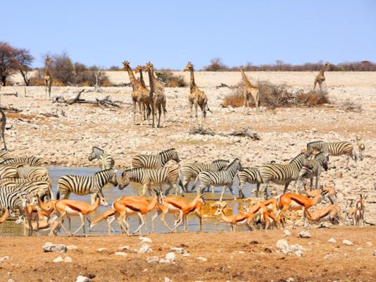 Otavi Vineyards Self-catering & Camping - 243149