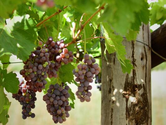 Otavi Vineyards Self-catering & Camping - 243152