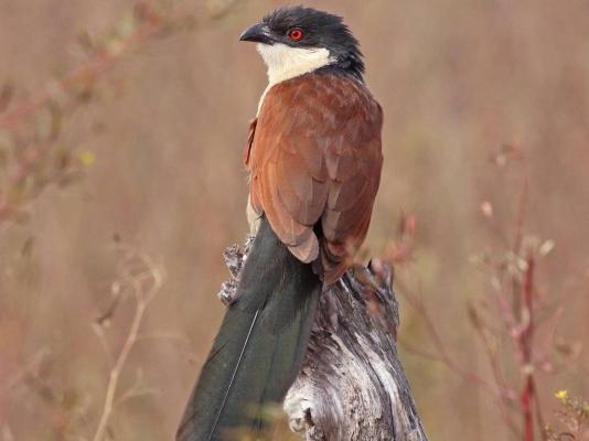 Otavi Vineyards Self-catering & Camping - 243153