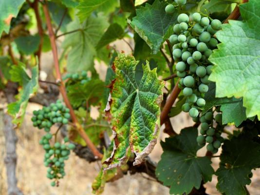 Otavi Vineyards Self-catering & Camping - 243163