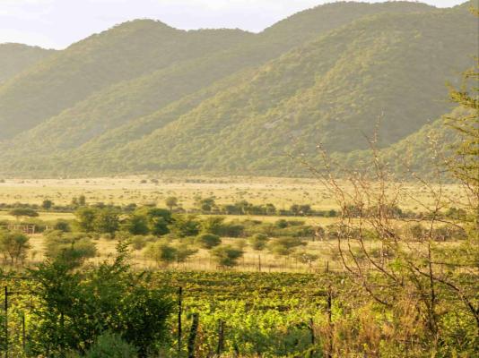 Otavi Vineyards Self-catering & Camping - 243164