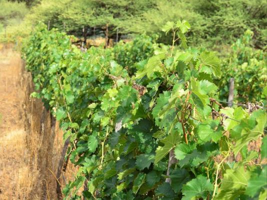 Otavi Vineyards Self-catering & Camping - 243168