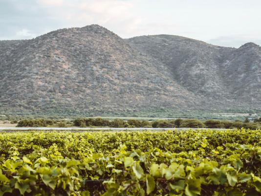 Otavi Vineyards Self-catering & Camping - 243171