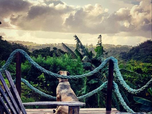 Pumula Surf Camp - 243383