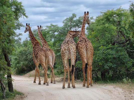 Rhino's Rest Private Luxury Villa - 243568