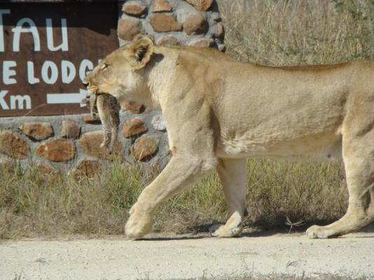 Tau Game Lodge - 243689