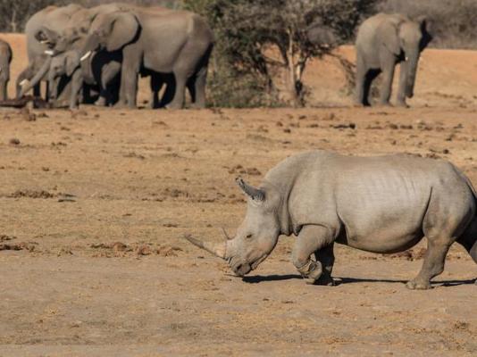 Tau Game Lodge - 243690