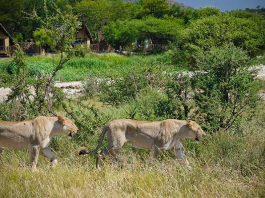 Tau Game Lodge - 243691