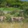 Tau Game Lodge - 243691