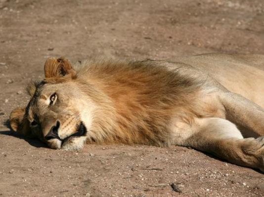 Tau Game Lodge - 243694