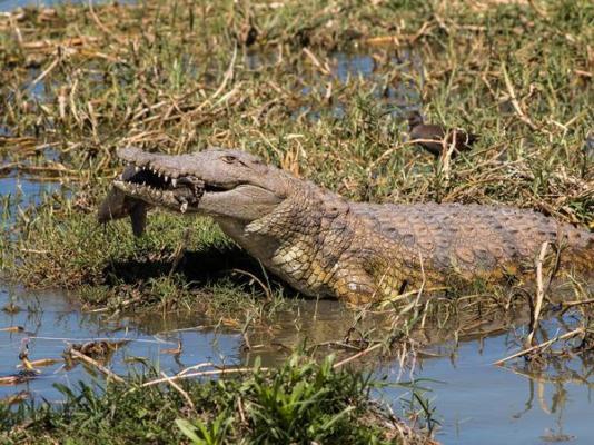 Tau Game Lodge - 243696