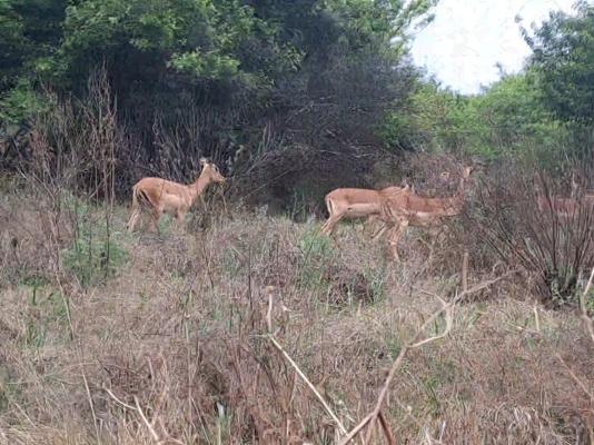 Buck Hill Bush Lodge - 244044