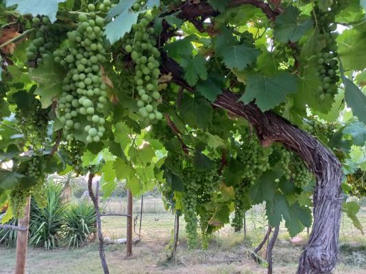 Karoo Life Bed & Breakfast - 244097