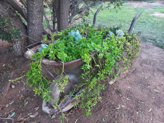 Karoo Life Bed & Breakfast - 244098