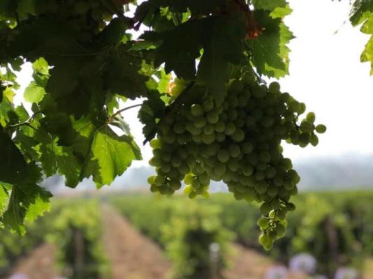 CANA Vineyard Guesthouse - 244126