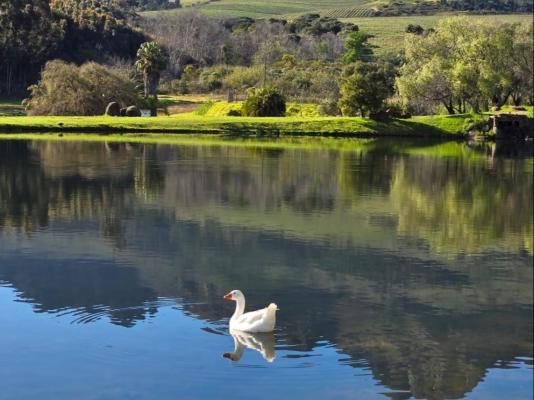 Webersburg Wine Estate - 244256