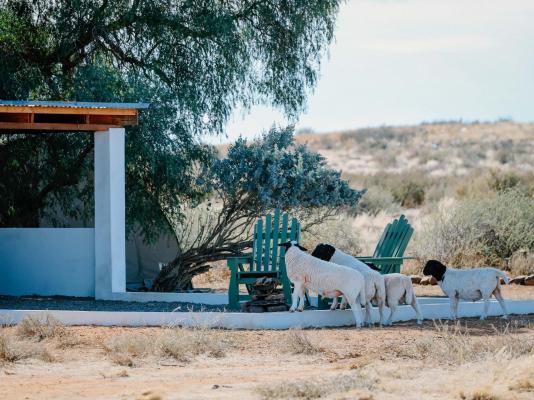 Soutaar Guestfarm - 244438