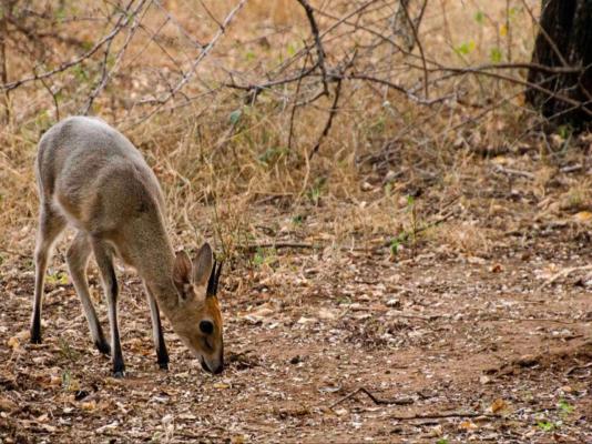 Nzenga Lodge - 244501