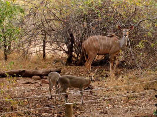 Nzenga Lodge - 244502