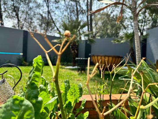 Villa Picasso - 244803