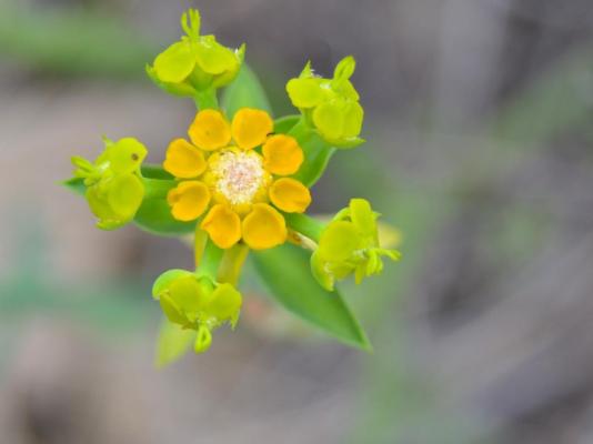 Aardvark Bioreserve - 245010