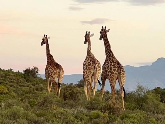 Aardvark Bioreserve - 245011