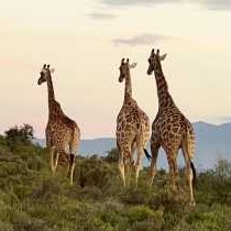 Aardvark Bioreserve - 245011