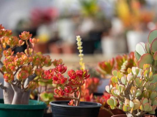 Aardvark Bioreserve - 245012