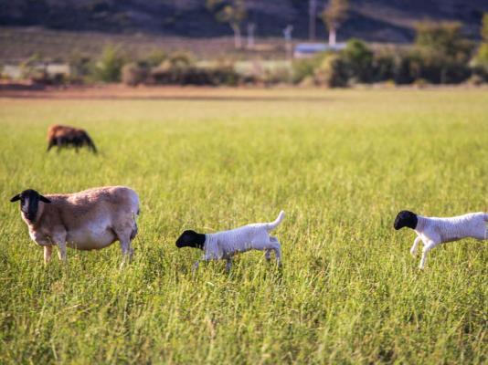 Aardvark Bioreserve - 245013