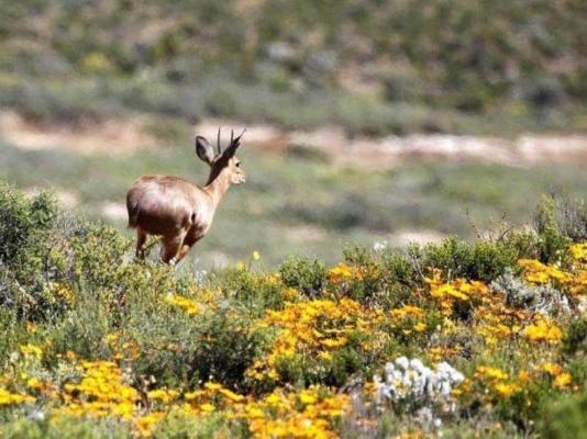 Aardvark Bioreserve - 245024