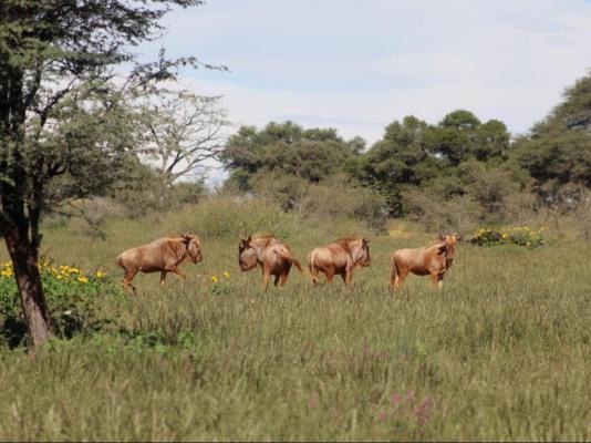 Frylinckspan Guestfarm and Venue - 245277