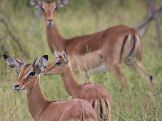 Frylinckspan Guestfarm and Venue - 245278